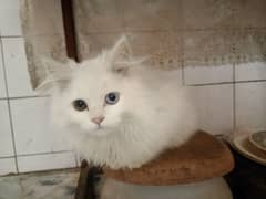 odd eyes Persian kitten