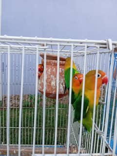 Love birds for sale . 2 pairs one baby 6 eggs and new born + cage