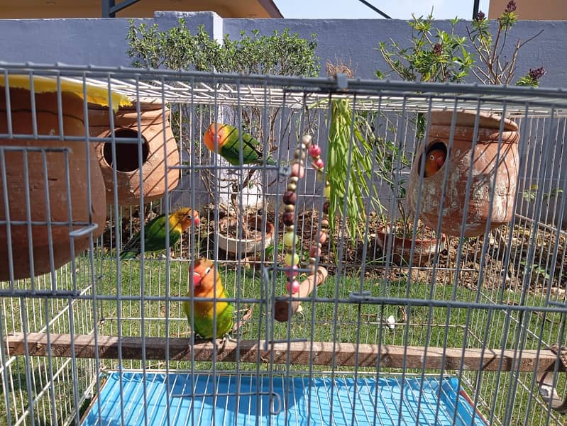 Love birds for sale . 2 pairs one baby 6 eggs and new born + cage 1