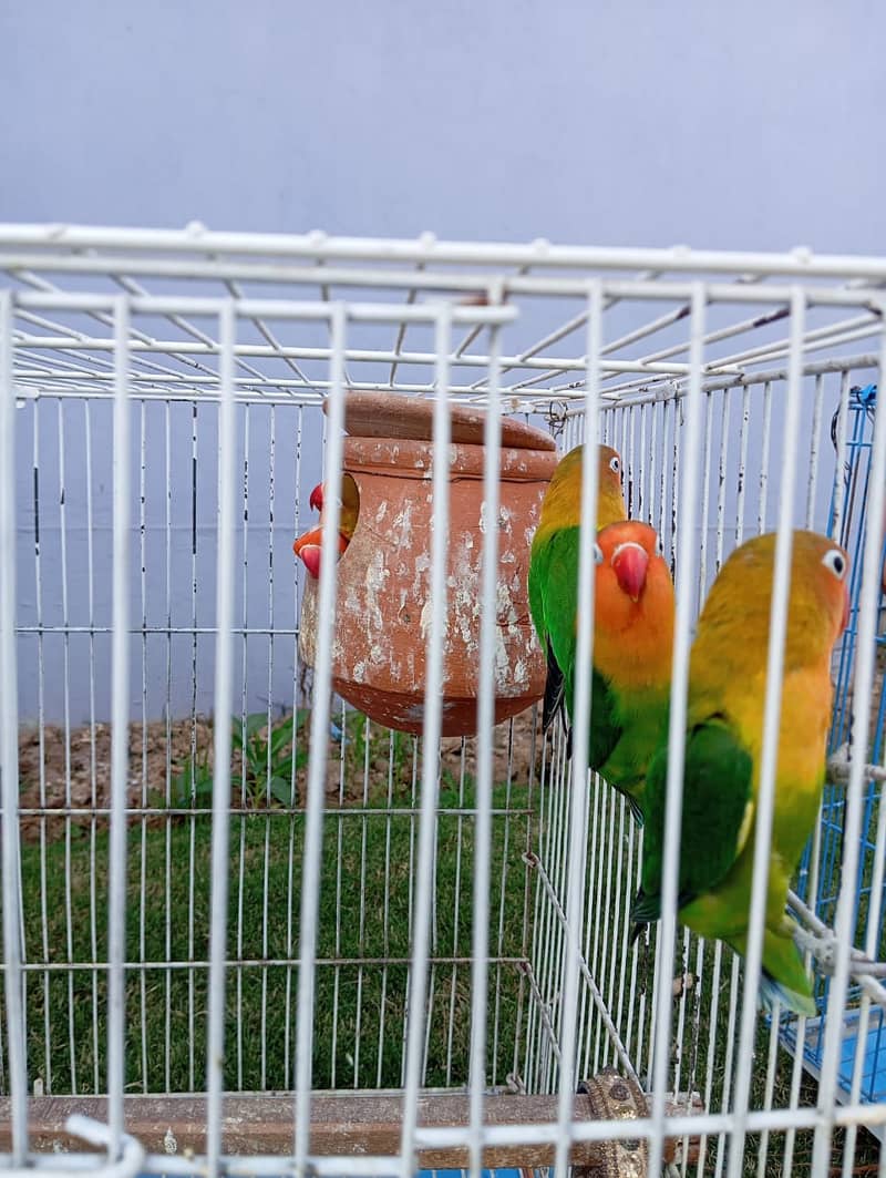 Love birds for sale . 2 pairs one baby 6 eggs and new born + cage 2