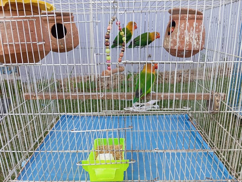 Love birds for sale . 2 pairs one baby 6 eggs and new born + cage 3