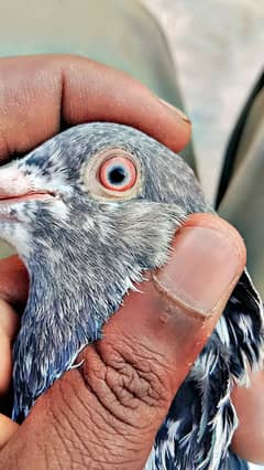 3 pices mian Nazir blood line pigeon