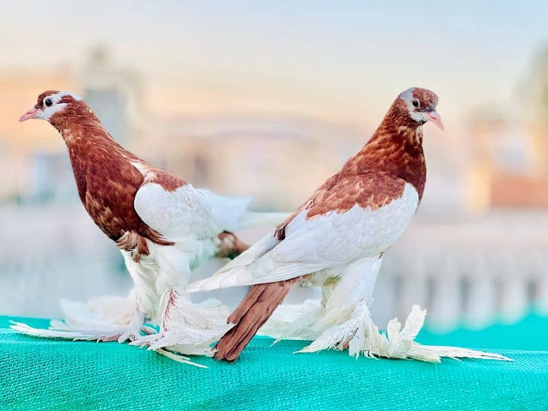 Gubara Chicks Pair 0