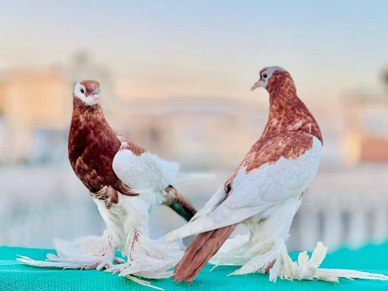 Gubara Chicks Pair 3