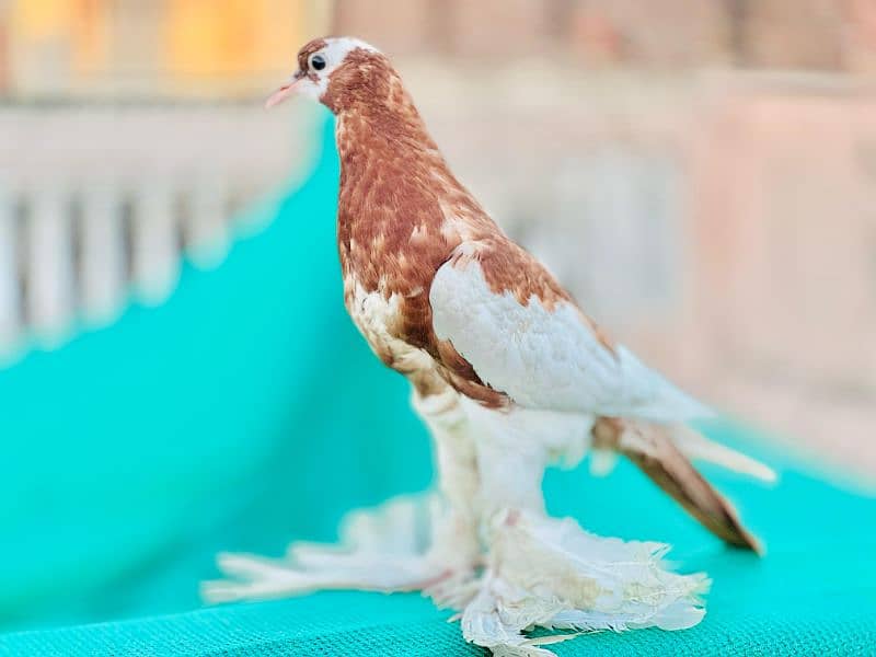 Gubara Chicks Pair 4