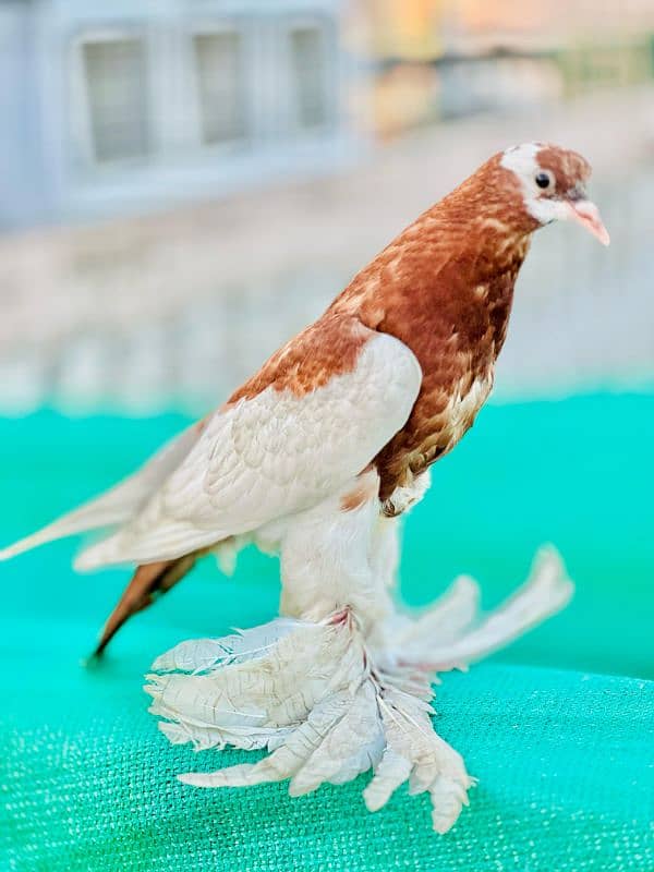 Gubara Chicks Pair 5