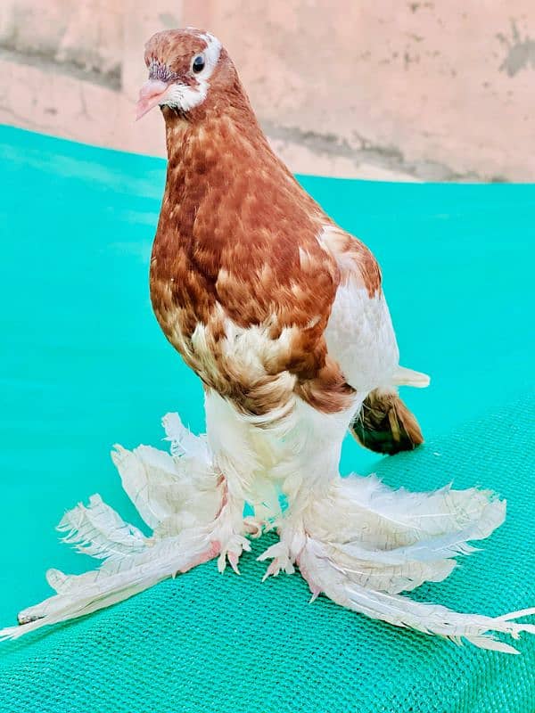 Gubara Chicks Pair 6