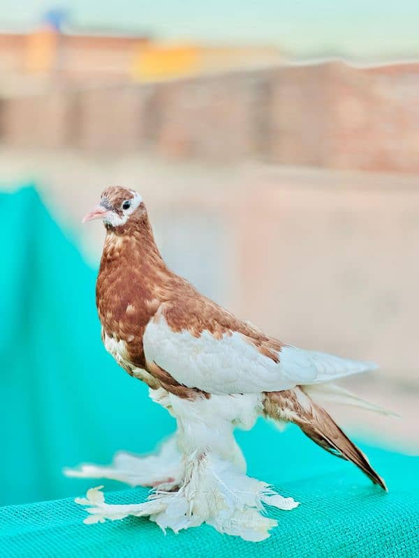 Gubara Chicks Pair 7