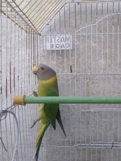 plum heded parrot ha+ new cage bhi ha 4000 ka