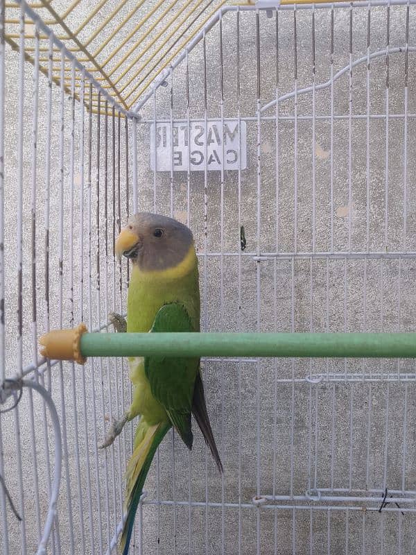 parrot 1