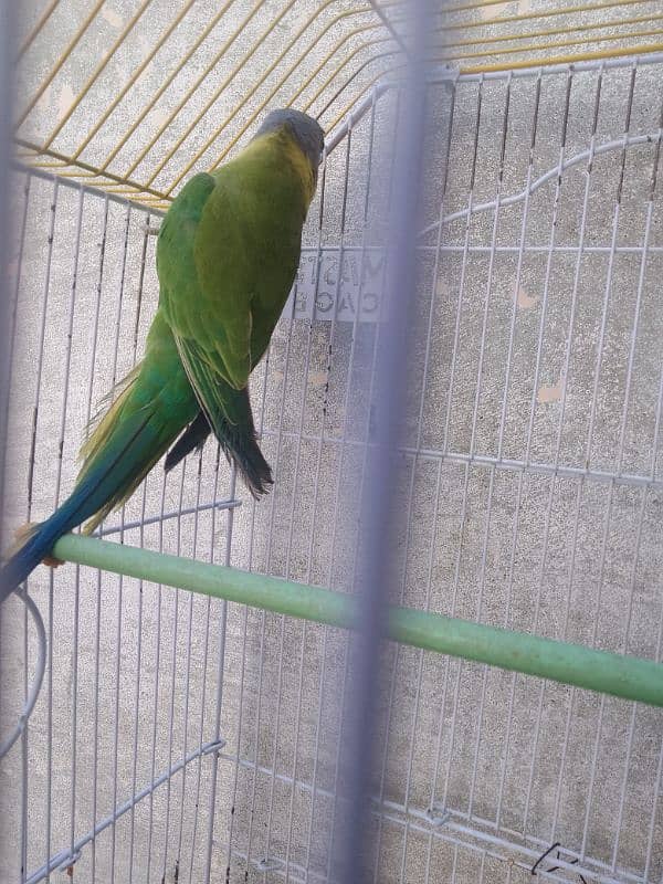 parrot 3