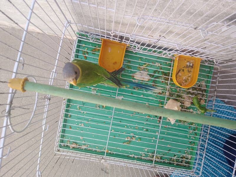 parrot 4