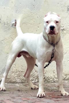 Dogo argentino  03234696626