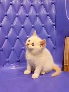 Persian blue eyes double coated  kitten 03247627801