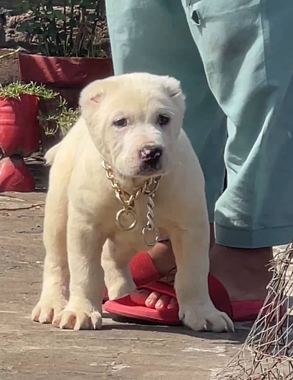 alabai male puppy 03234696626 0