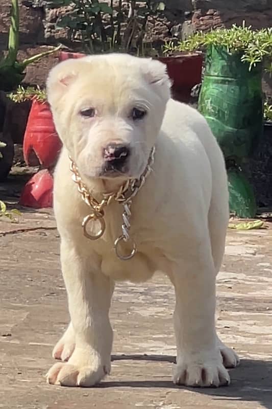 alabai male puppy 03234696626 1