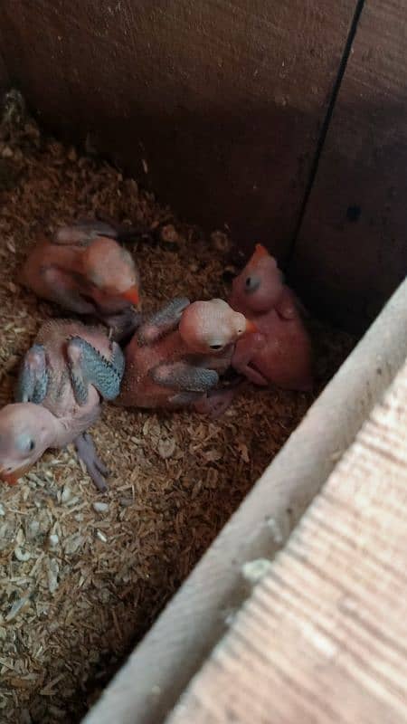 Ring Neck Parrot Parent Raised Chicks 0