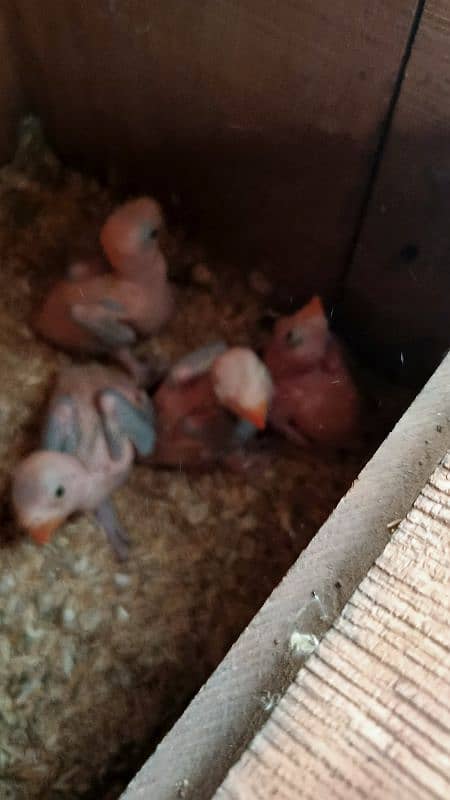 Ring Neck Parrot Parent Raised Chicks 1