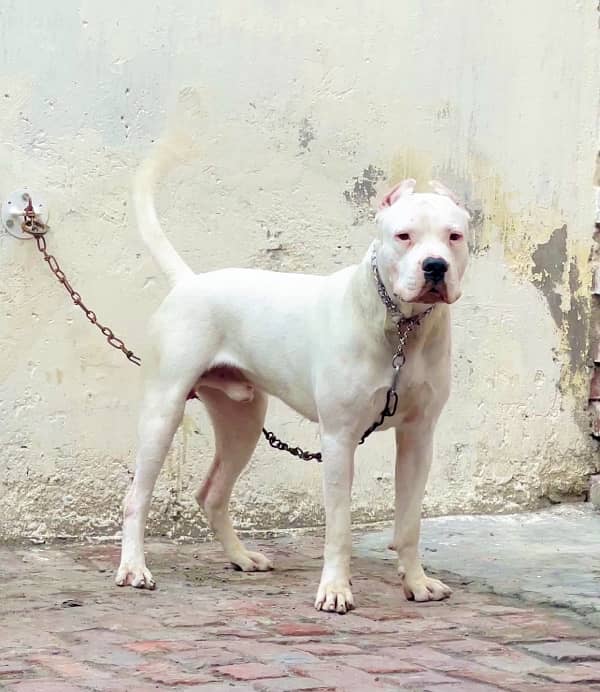 dogo  argentino 03234696626 0