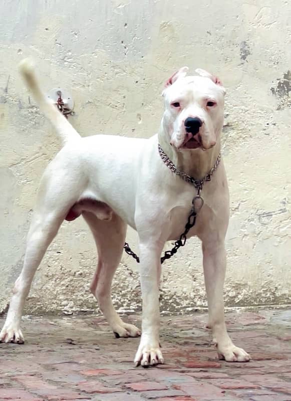 dogo  argentino 03234696626 1