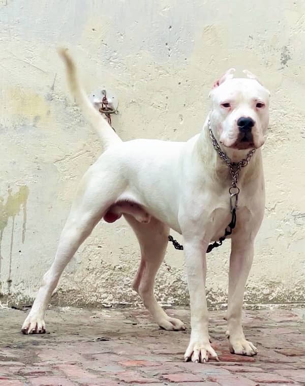 dogo  argentino 03234696626 2