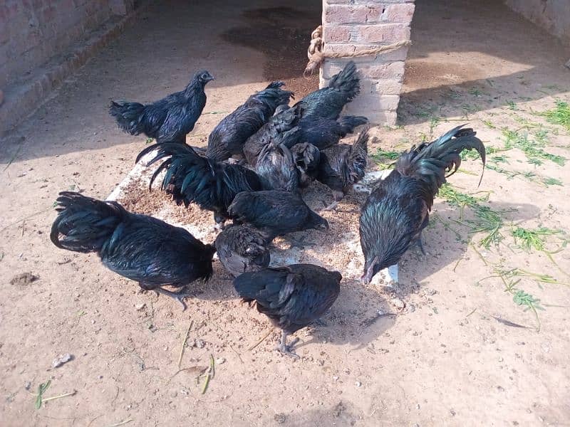 ayam cemani 0