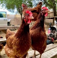 golden misri hens for sale