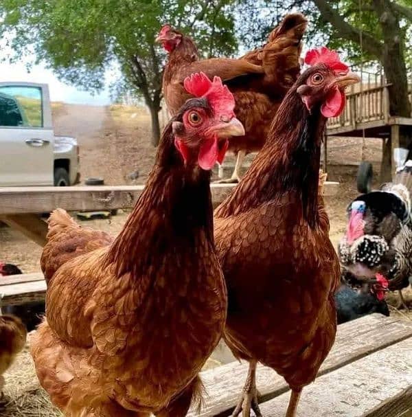 golden misri hens for sale 0