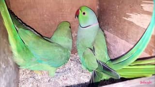 Tamed and Talking ring neck breeder pair for sale