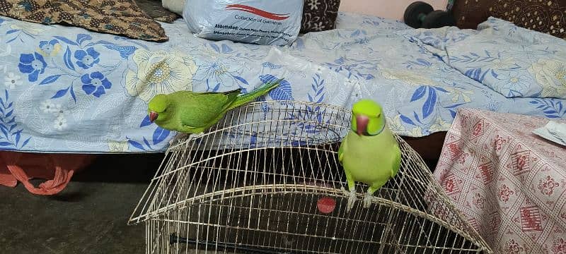 Tamed and Talking ring neck breeder pair for sale 6