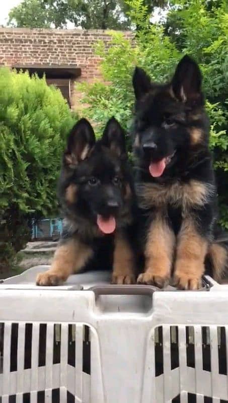 German shepherd puppies Double CoatMy WhatsApp number 03001868066 2