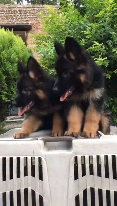 German shepherd puppies Double CoatMy WhatsApp number 03001868066 3