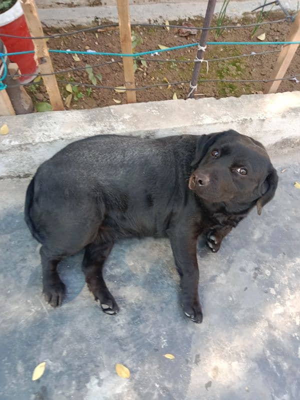 British Labrador female 0