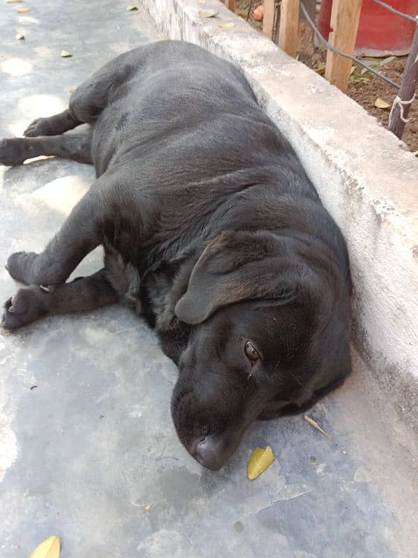 British Labrador female 1