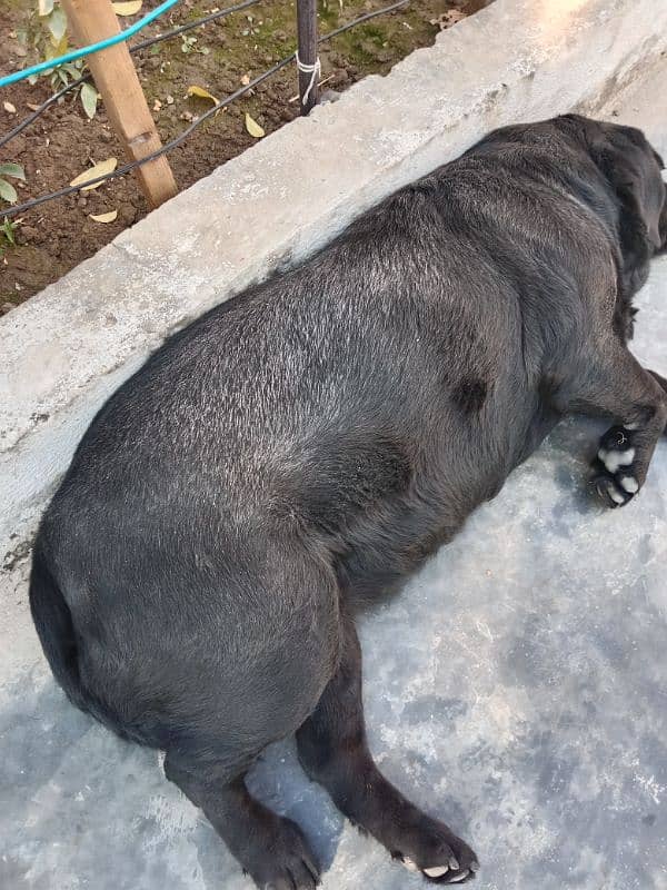 British Labrador female 2