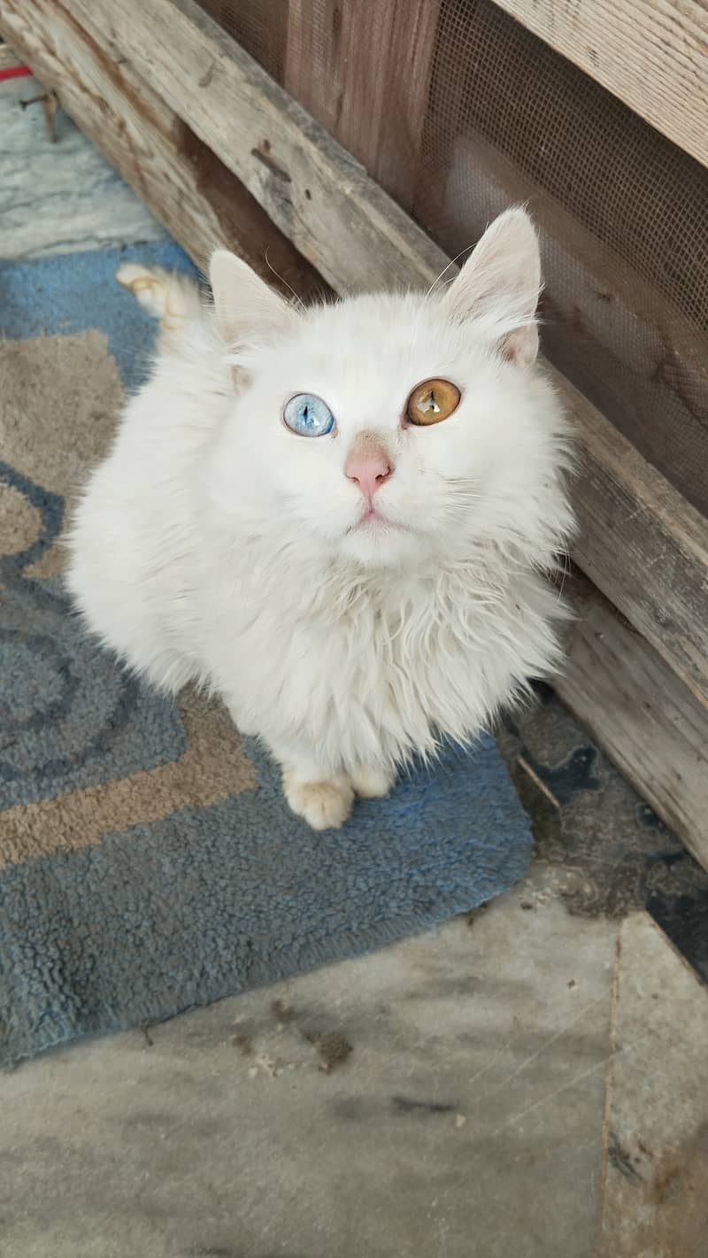 Persian kitten odd eyes 0