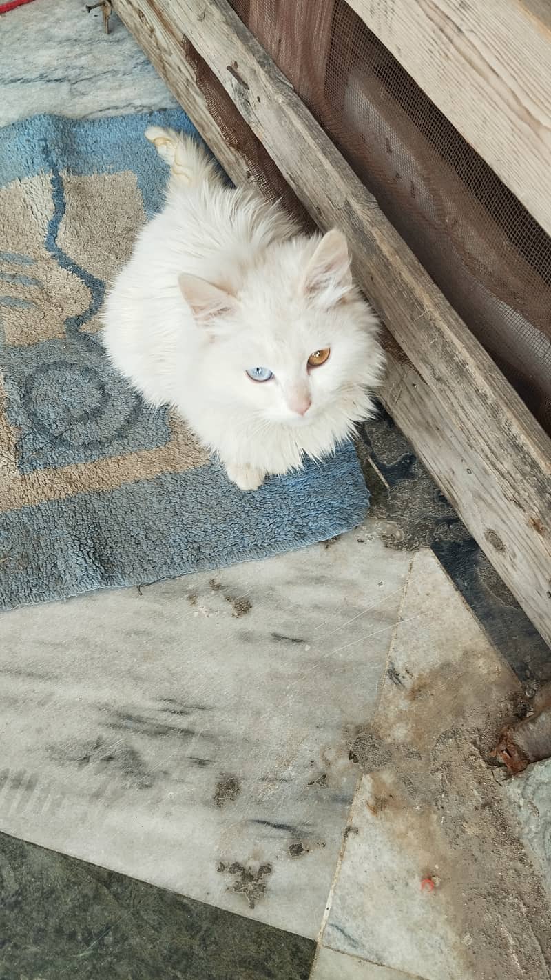 Persian kitten odd eyes 1