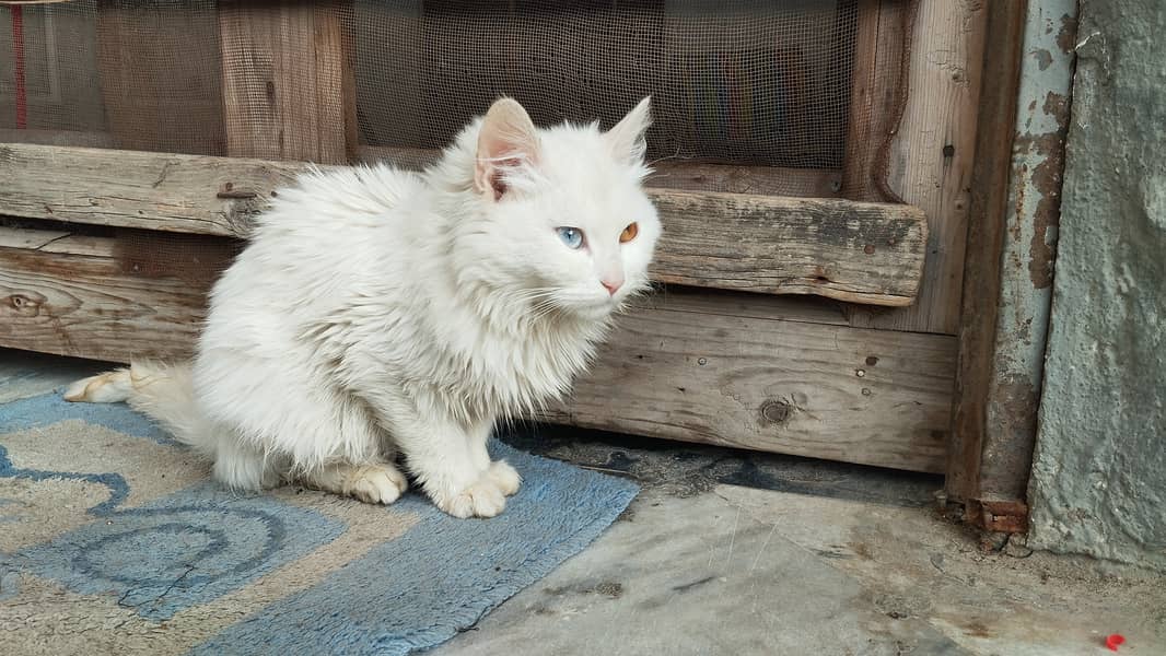 Persian kitten odd eyes 2