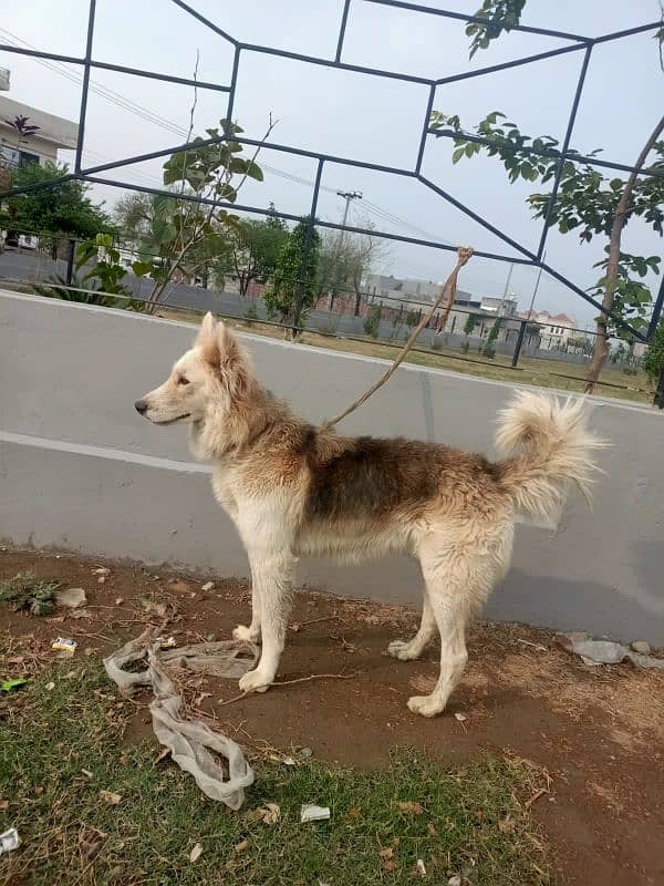 husky dog for sale 1