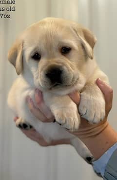 British Labrador Female Puppy