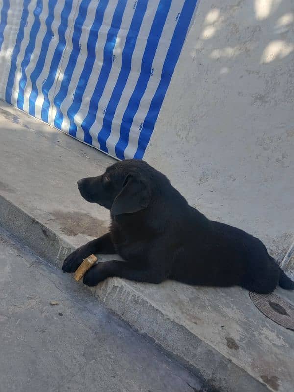 British Labrador female 5