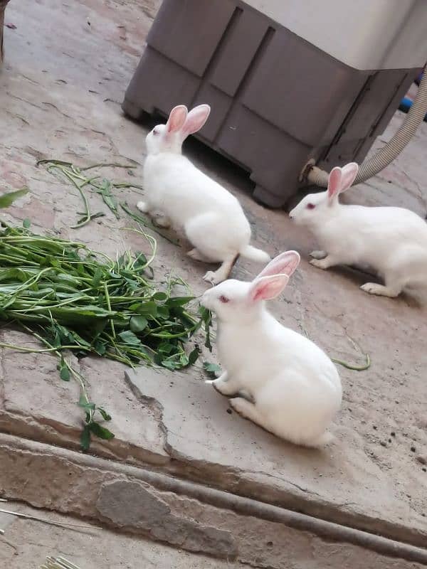 Desi white red eyed rabbit 0