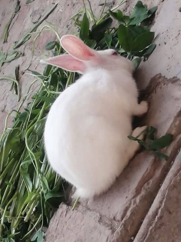 Desi white red eyed rabbit 1