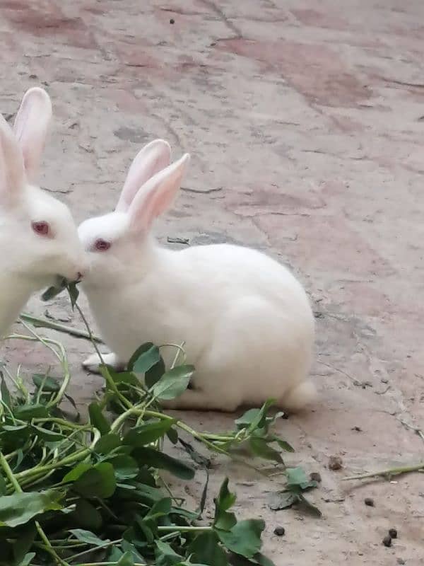 Desi white red eyed rabbit 2