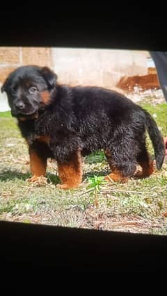 German shepherd puppy available for sale