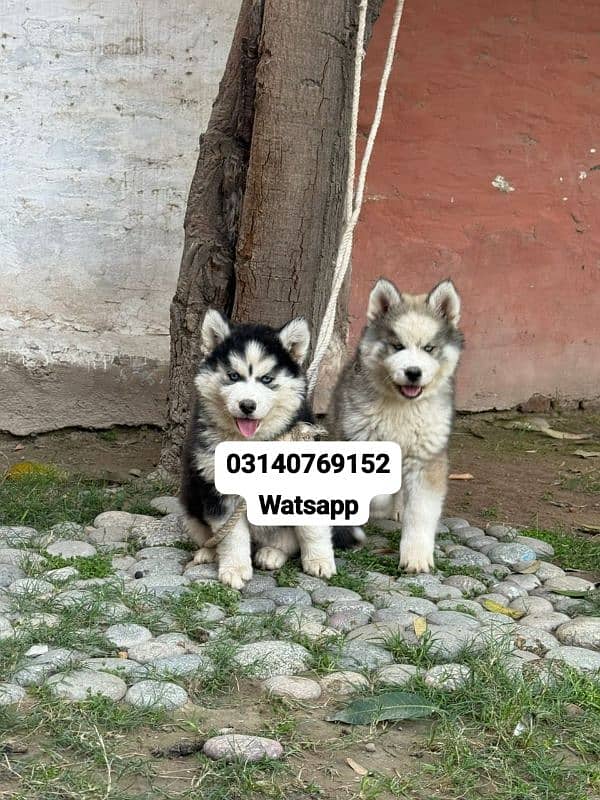 Siberian husky puppies for sale 0