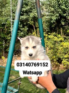 Siberian husky puppies for sale in urgent