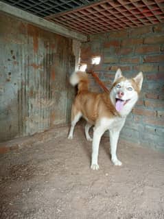 Siberian husky Female