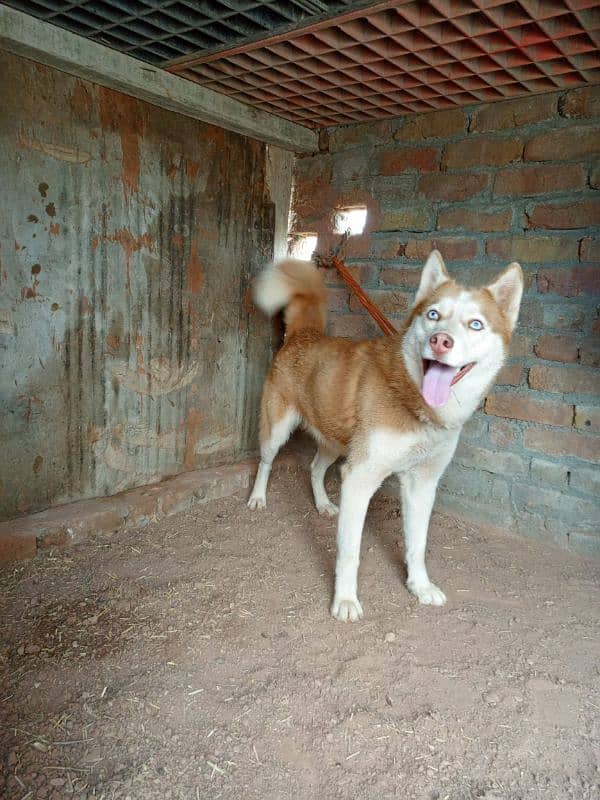 Siberian husky Female 0