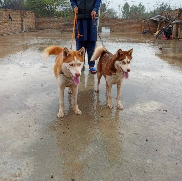 Siberian husky Female 1